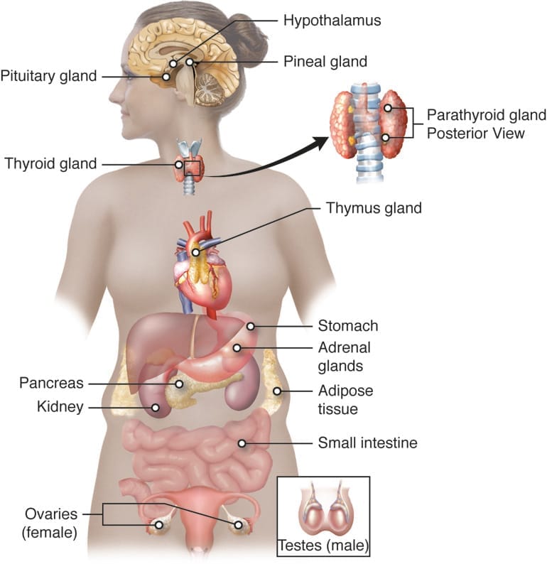 Endocrine system structures and functions including thyroid anatomy