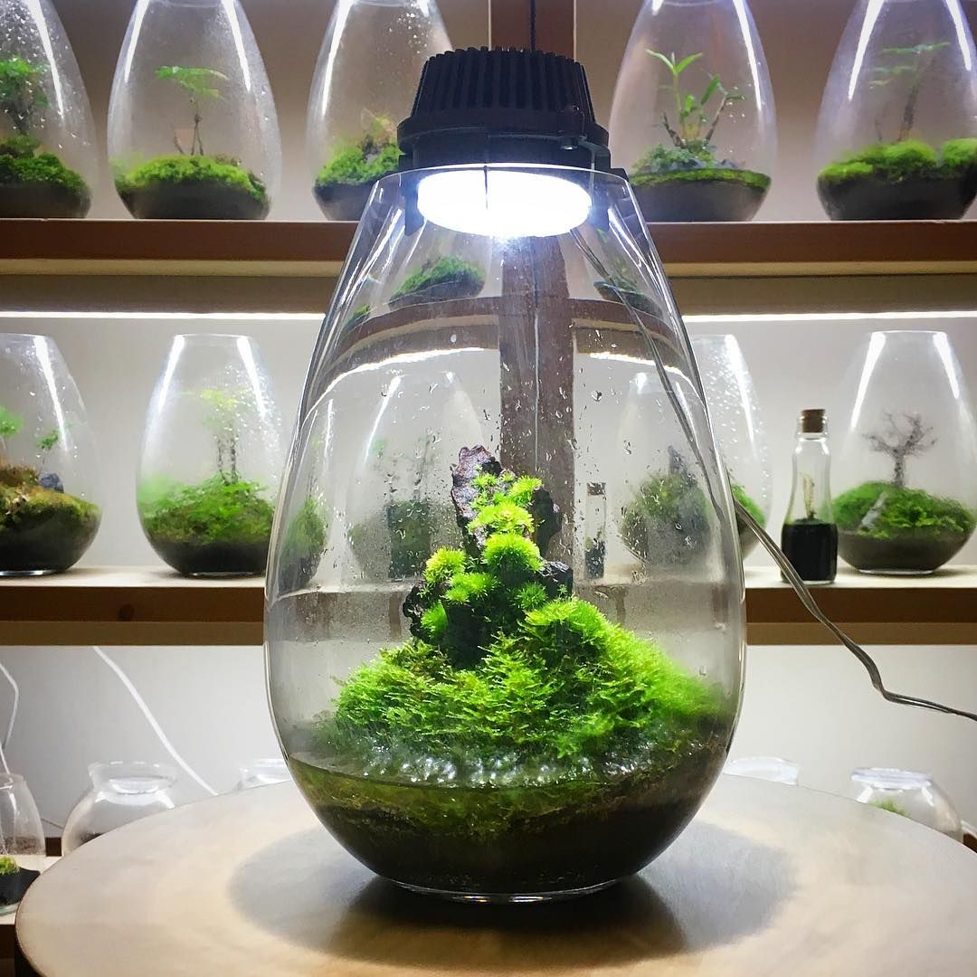 Mosslight LED moss terrarium glowing as desk lamp displaying live moss inside hand-blown glass vessel