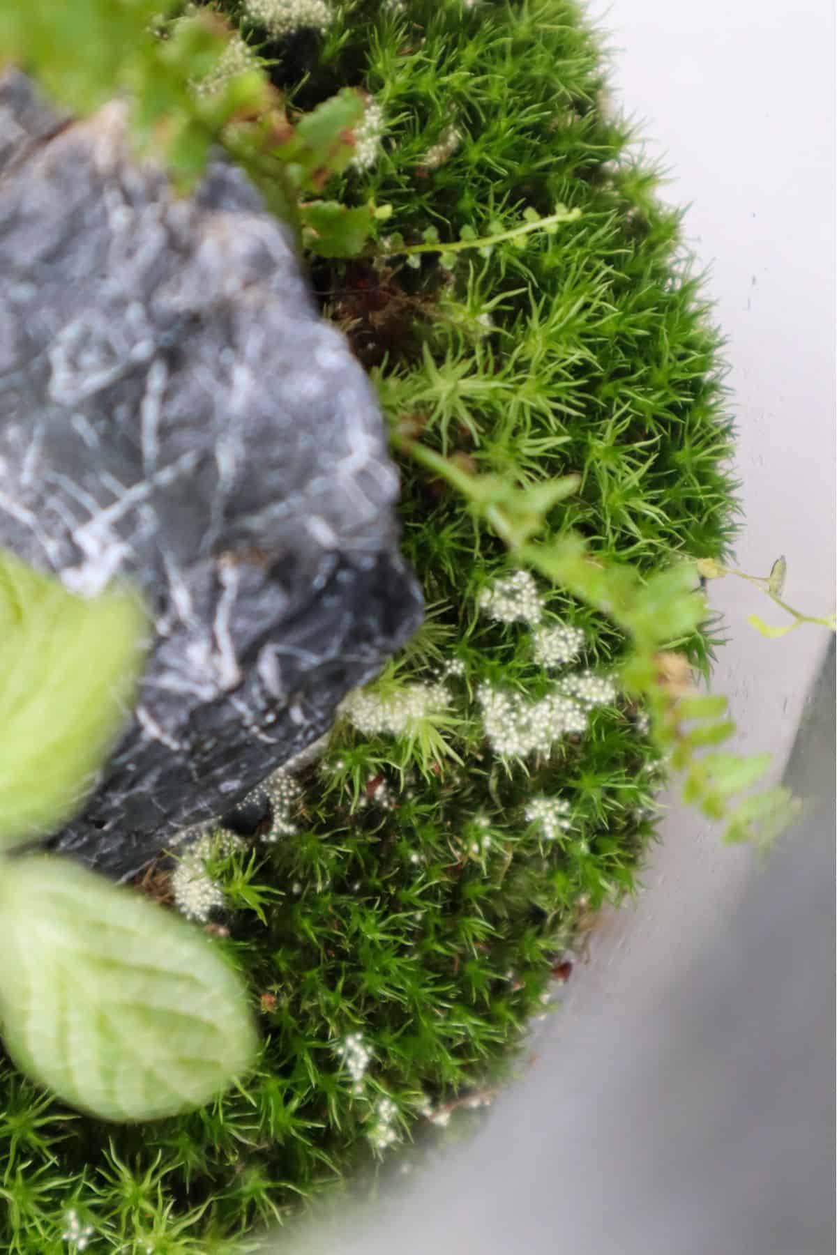 White mold growth inside closed moss terrarium showing common Boom-Splat failure mode reported by beginners