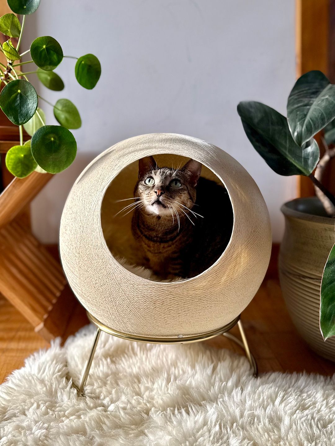 Tuft and Paw modern architectural cat bed showing minimalist high-end pet furniture design