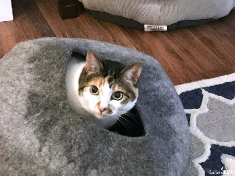 Catcaveco official product July 2026