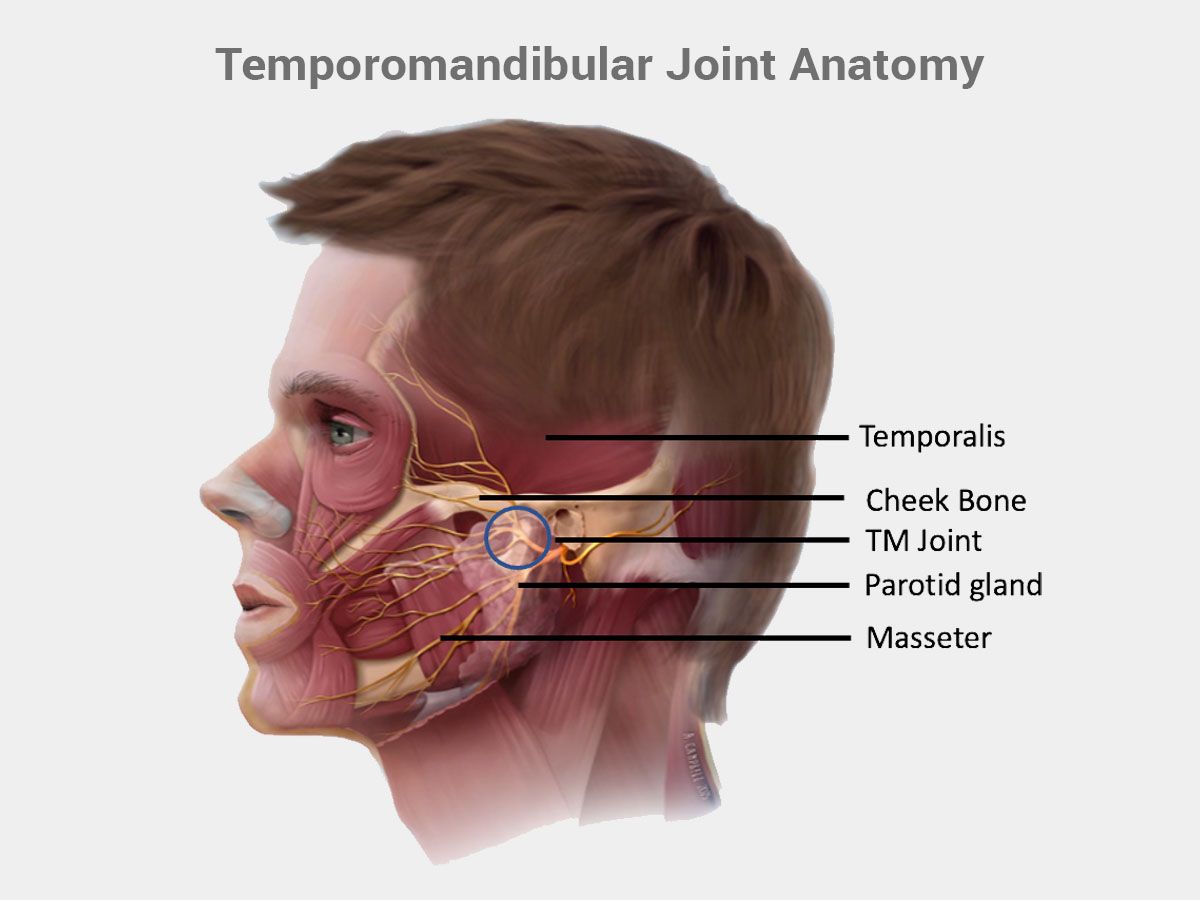 Temporomandibular joint TMJ anatomy diagram showing jaw hinge structure and surrounding muscles