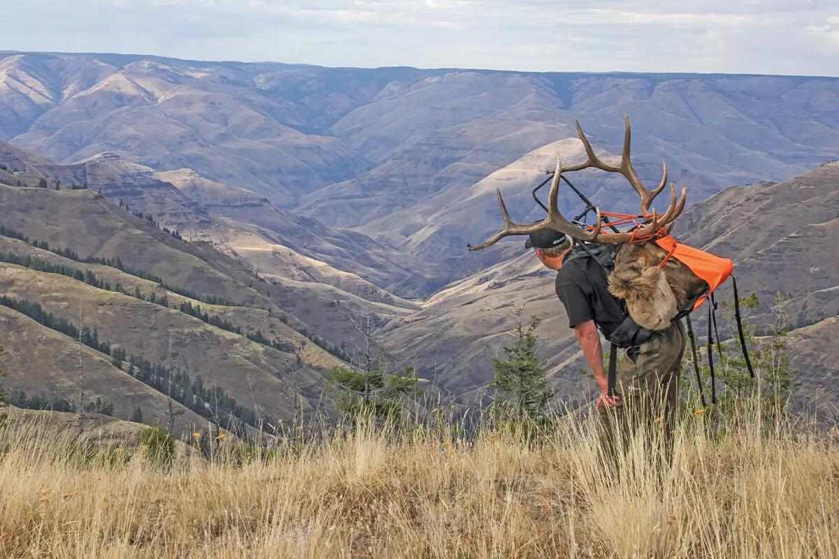 Backcountry hunter performing elk meat pack out with heavy load frame system