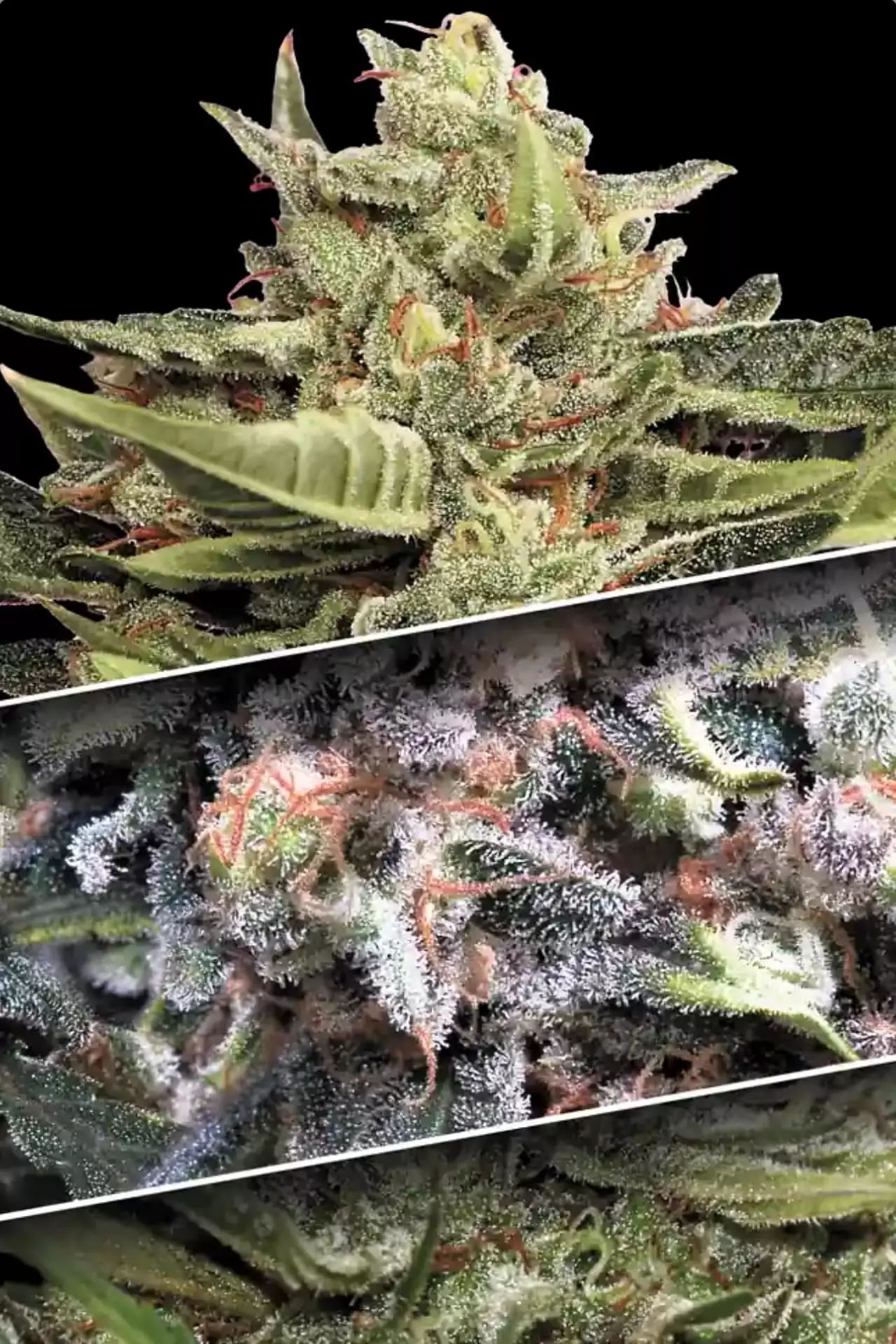 Paradise Seeds official product July 2026