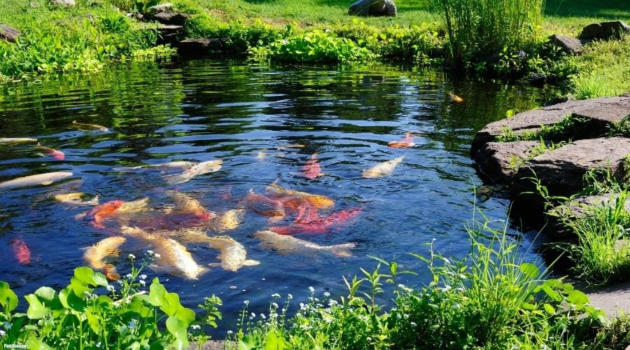 Pondkeeper official product July 2026