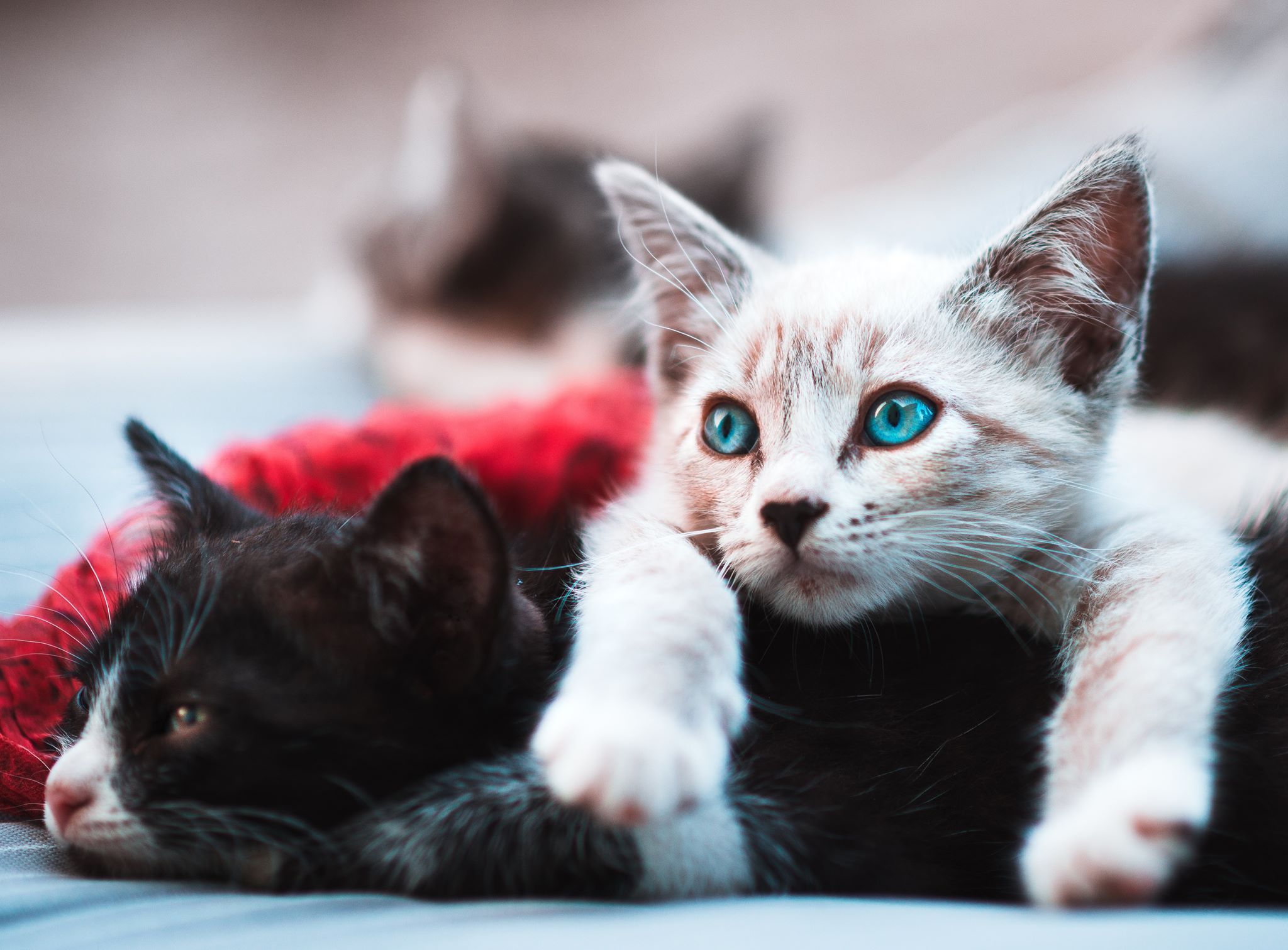 Catcaveco Banner