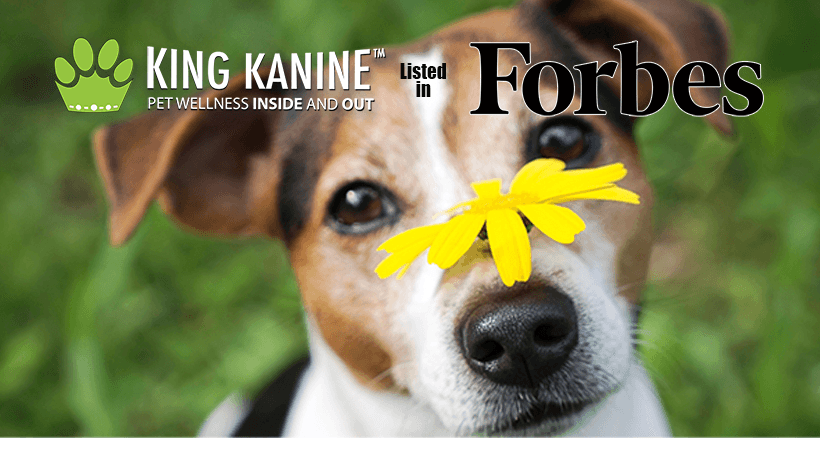 King Kanine Banner