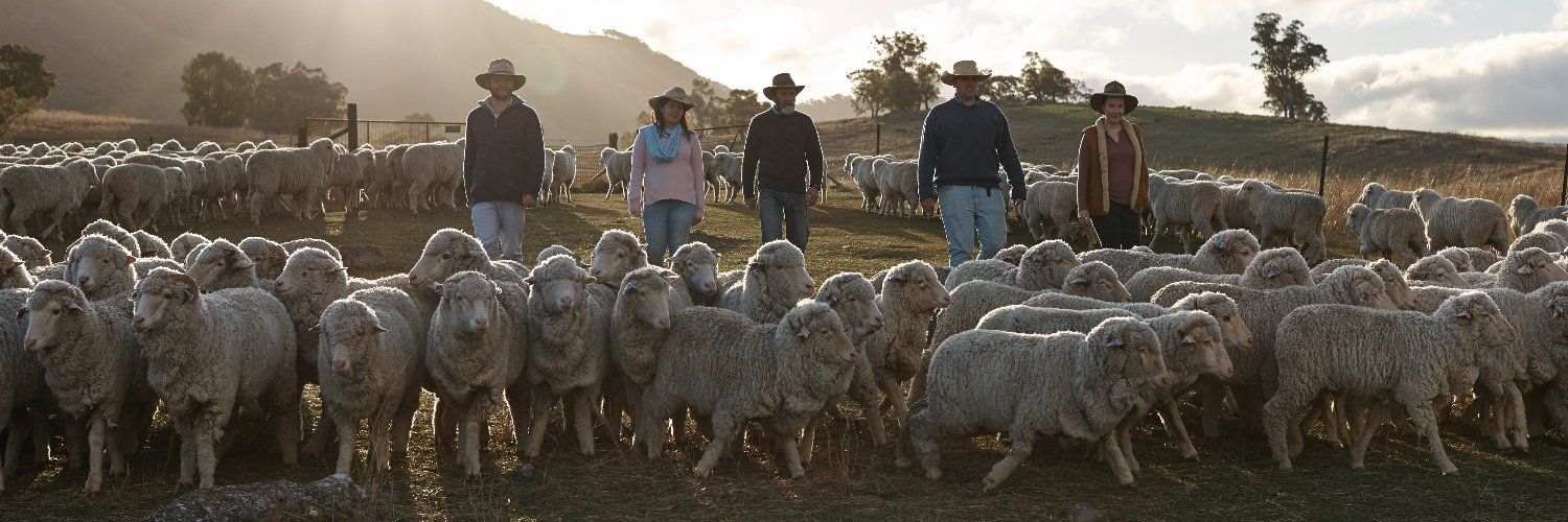 Merino Banner