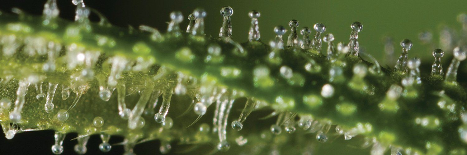Seed Bank Banner